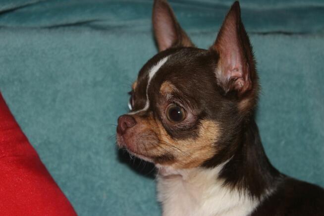 chihuahua piesek z rodowodem ZKwP