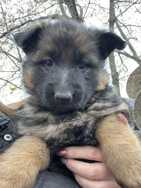 owczarki niemieckie długowłose