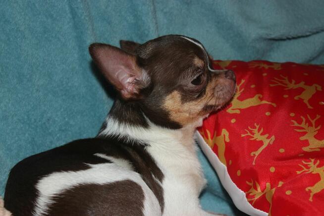 chihuahua piesek z rodowodem ZKwP