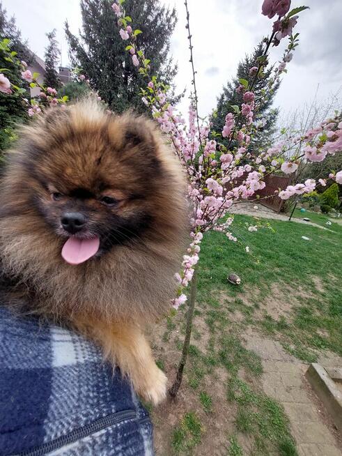 Reproduktor Pomeranian FCI ZKwP szpic miniaturowy