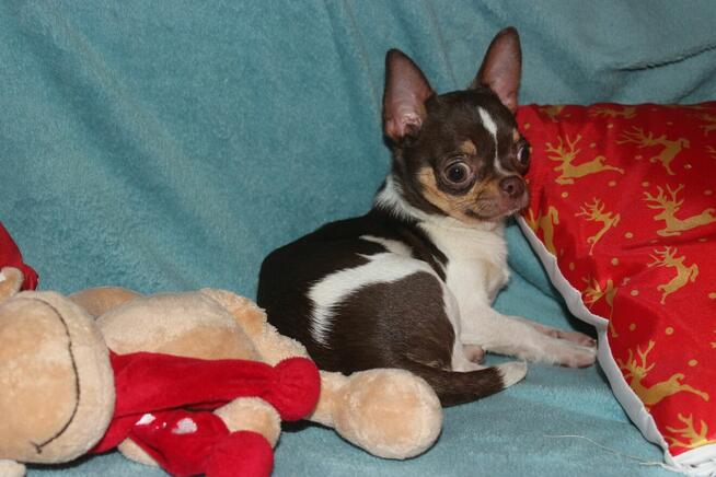 chihuahua piesek z rodowodem ZKwP