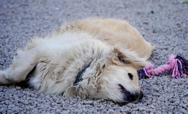 Golden Harry szuka domu.