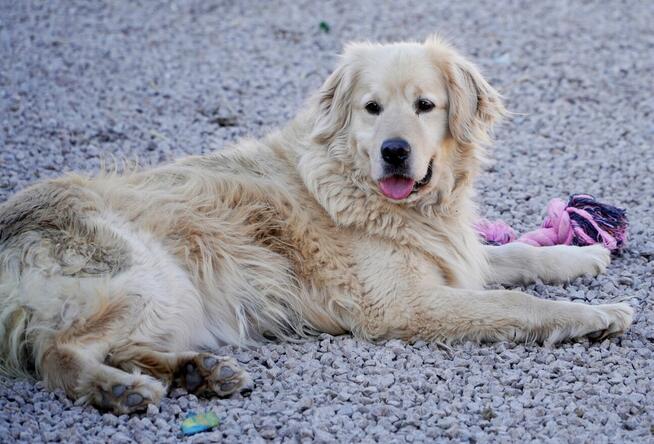 Golden Harry szuka domu.