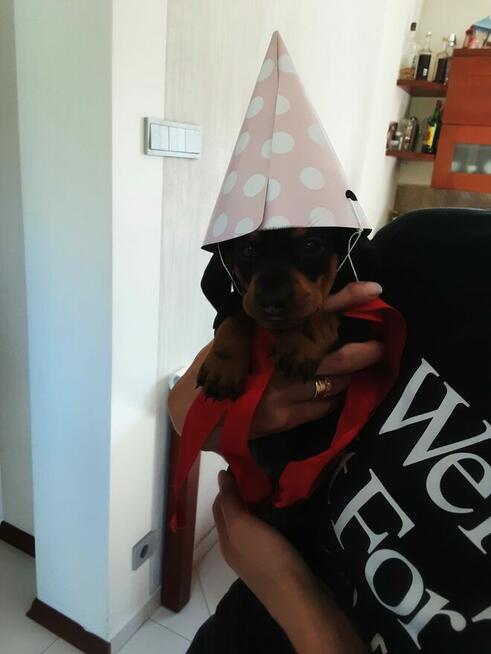 Sprzedam szczeniaki rasy jamnik