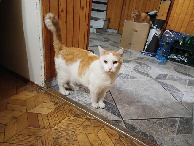 Rysio, piękny kocurek, który stracił dom
