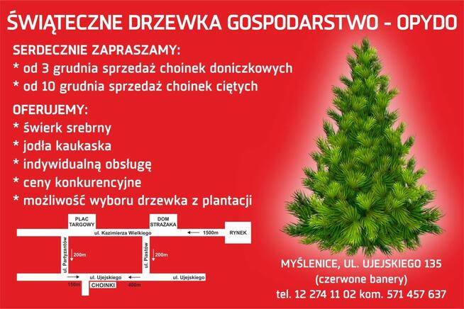 Żywe Choinki z Własnej Plantacji