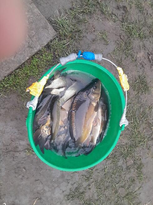 Ryby karp amur tolpyga karas pospolity lin jesiotr sandacz