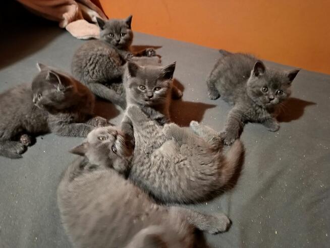 Śliczne mruczące kotki brytyjskie