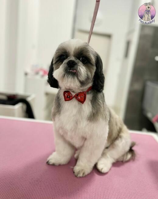 Reproduktor - krycie Shih tzu