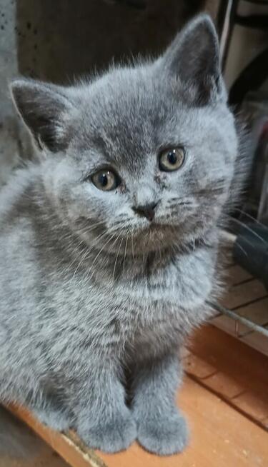 Śliczne mruczące kotki brytyjskie