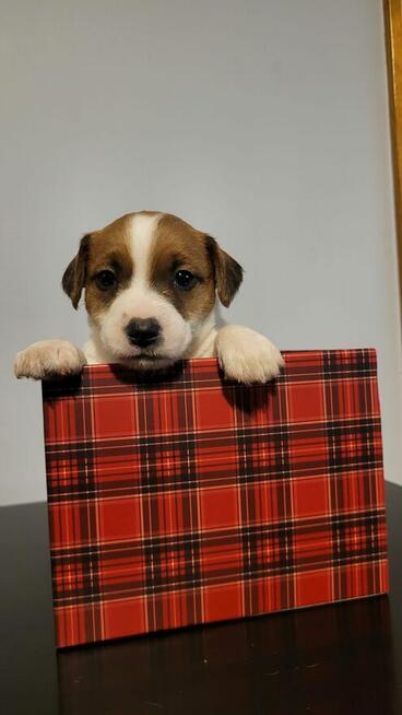 Jack Russell Terrier FCI