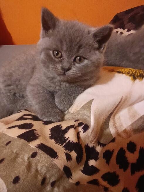 Śliczne mruczące kotki brytyjskie