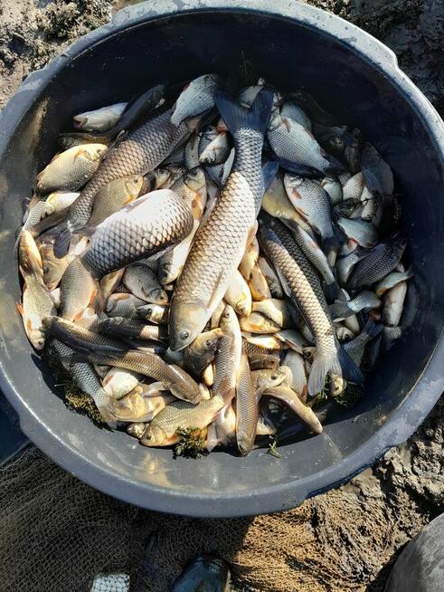 Ryby karp amur tolpyga karas pospolity lin jesiotr sandacz