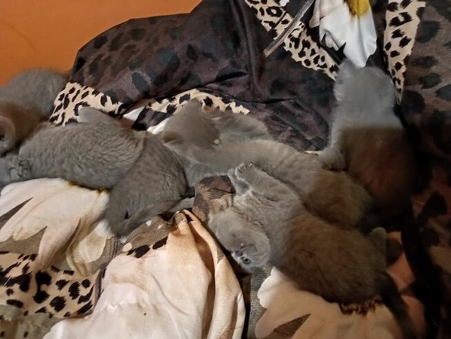 Śliczne mruczące kotki brytyjskie