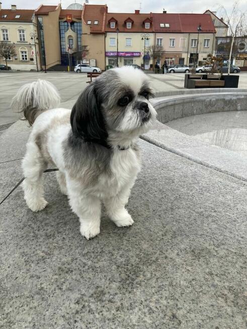 Reproduktor - krycie Shih tzu