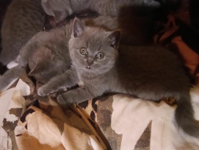 Śliczne mruczące kotki brytyjskie