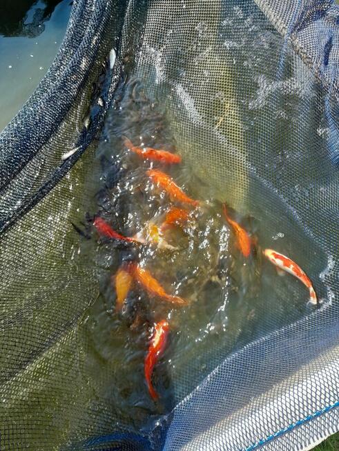 Ryby karp amur tolpyga karas pospolity lin jesiotr sandacz