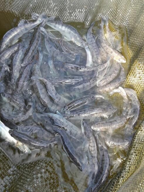 Ryby karp amur tolpyga karas pospolity lin jesiotr sandacz