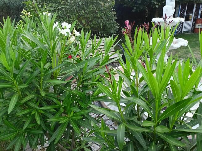 Oleander biały lub różowy