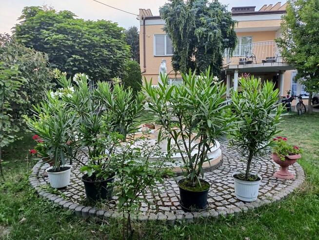 Oleander biały lub różowy