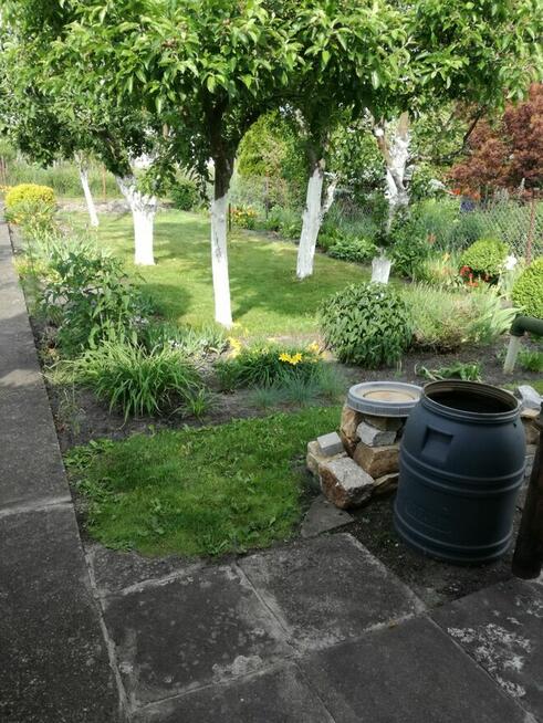 Działka rod Szczecin Wielgowo