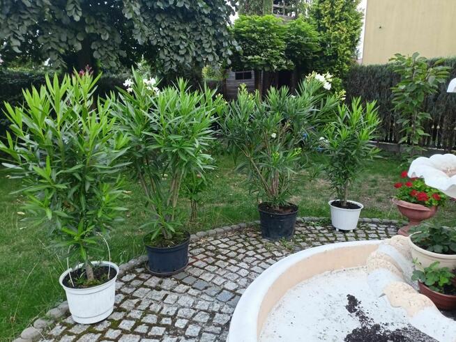 Oleander biały lub różowy