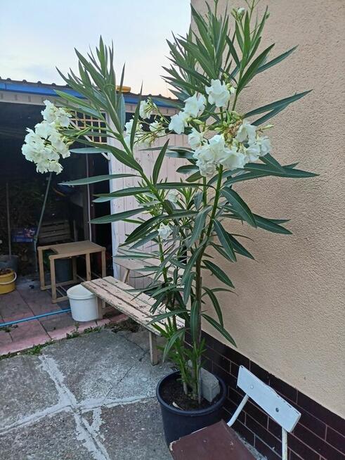 Oleander biały lub różowy
