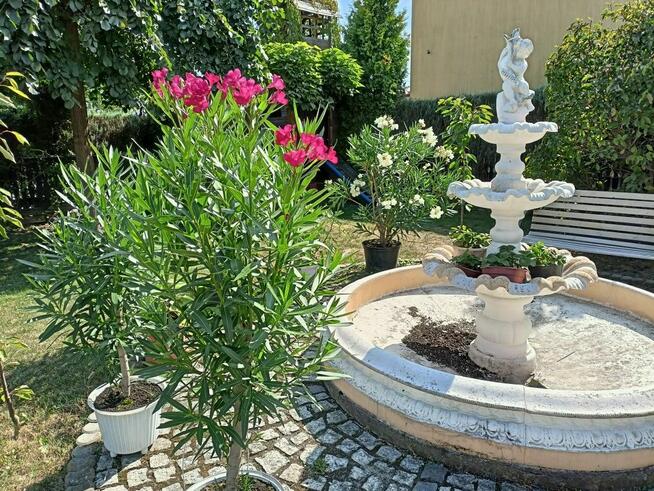 Oleander biały lub różowy