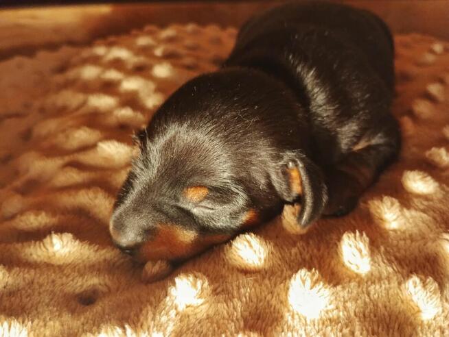 PINCZERY MINIATUROWE FCI