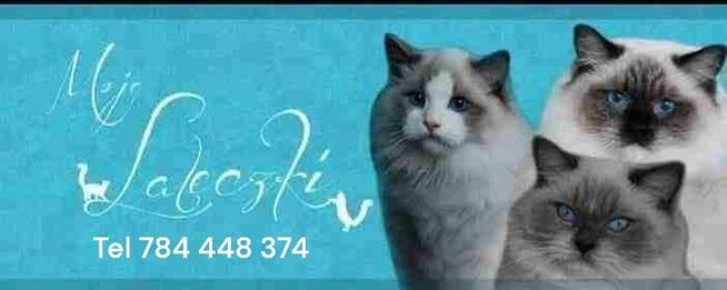 MAMY KOCIĘTA