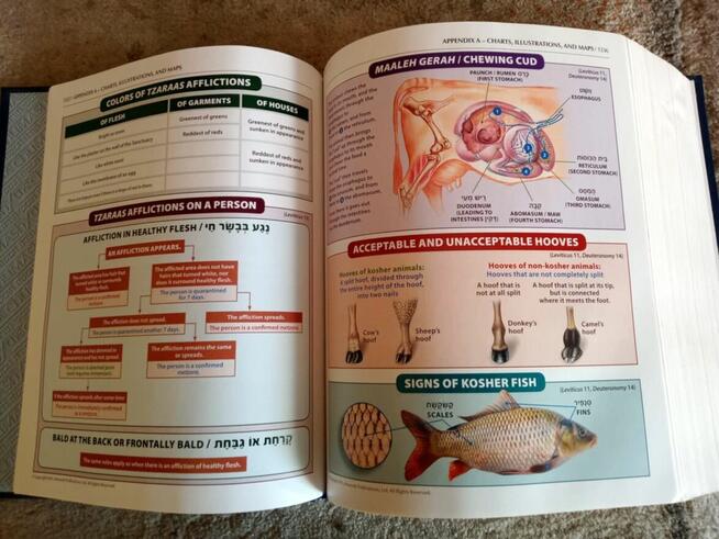 The Stone Edition Chumash Judaika