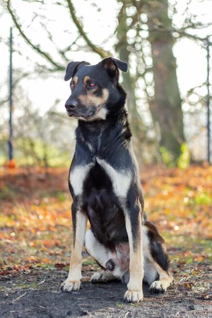 Jocker szuka domu, pies, młody