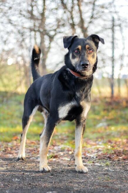 Jocker szuka domu, pies, młody