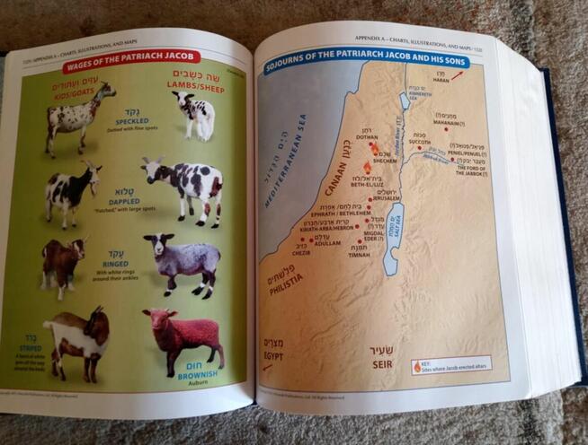 The Stone Edition Chumash Judaika