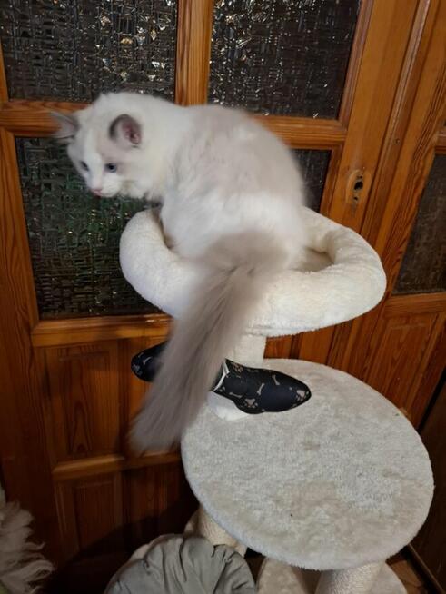 Ragdoll kocur kocury rodowodowe piękne