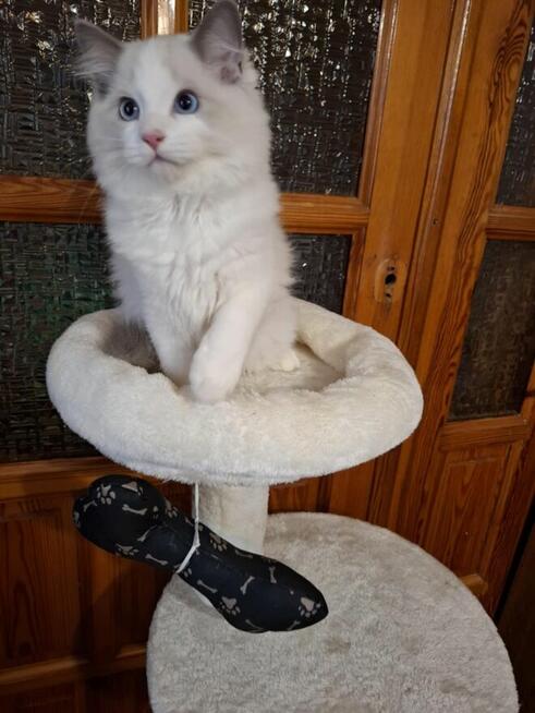 Ragdoll kocur kocury rodowodowe piękne
