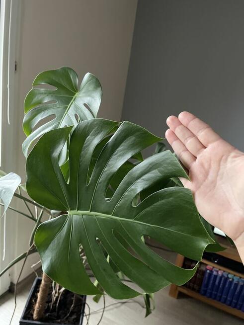 Monstera dziurawa duża 170cm