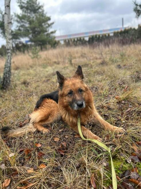 Starszy psiak kochający ludzi sztuka PILNIE domku
