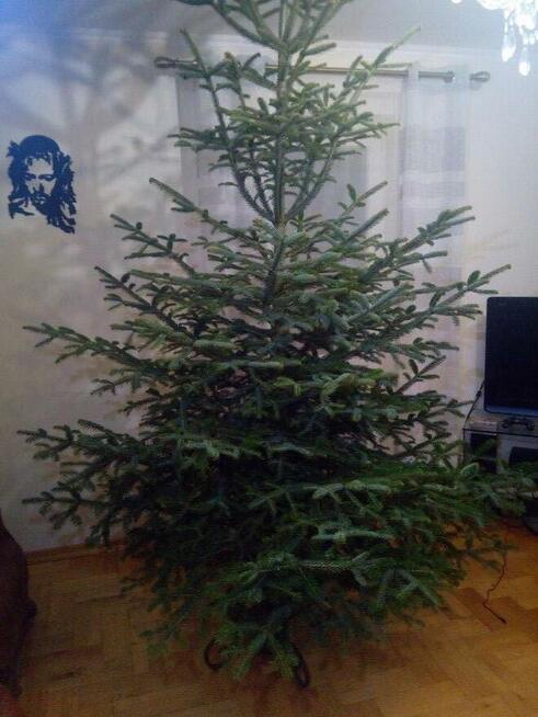 Choinka żywa cięta w doniczkach świerk srebrny pospolity jod