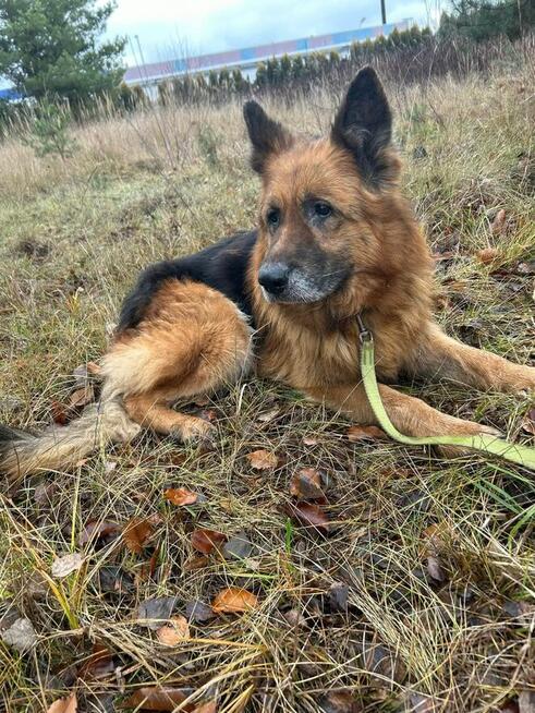 Piękny proludzki staruszek BŁAGA o kochający dom