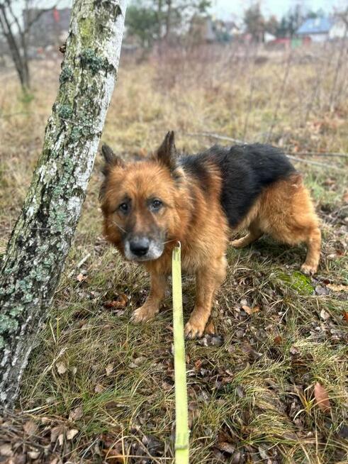 BOHUN starszy Owczarek szuka PILNIE domu