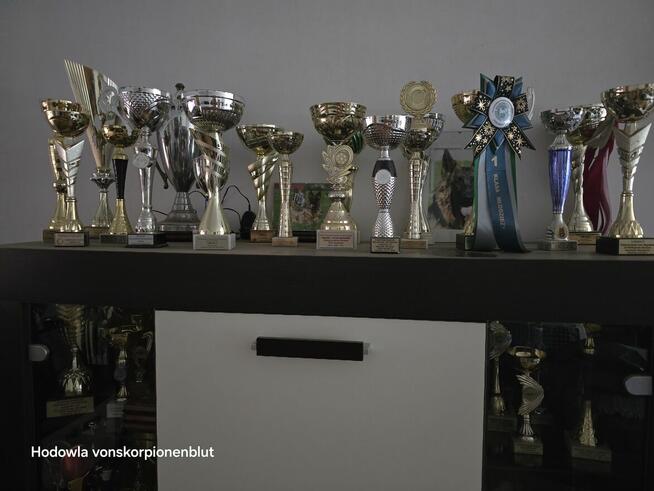 Owczarki niemieckie dlugowlose