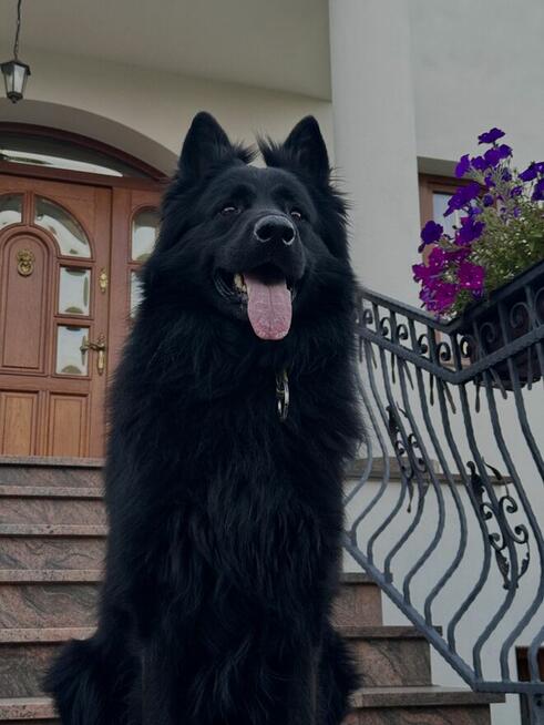 Szczeniak owczarek niemiecki długowłosy