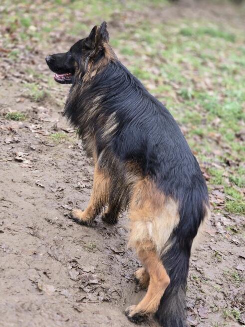 Owczarki niemieckie dlugowlose