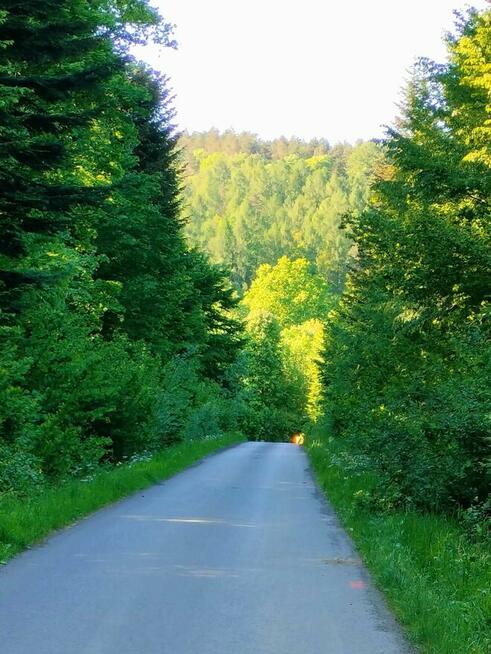Działka leśna przy Arłamowie blisko Bieszczad 36 AR
