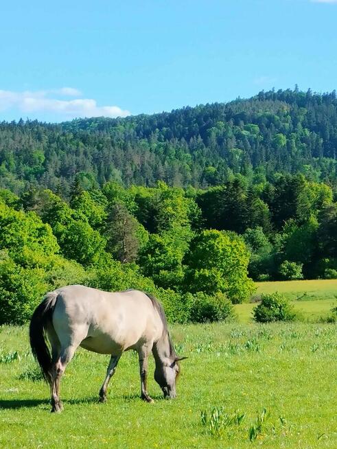 Działka 36 ar w lesie przy Arłamów blisko Bieszczad