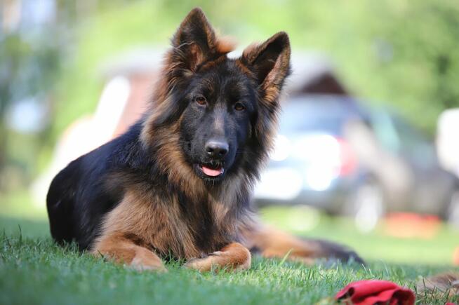 Owczarki niemieckie dlugowlose