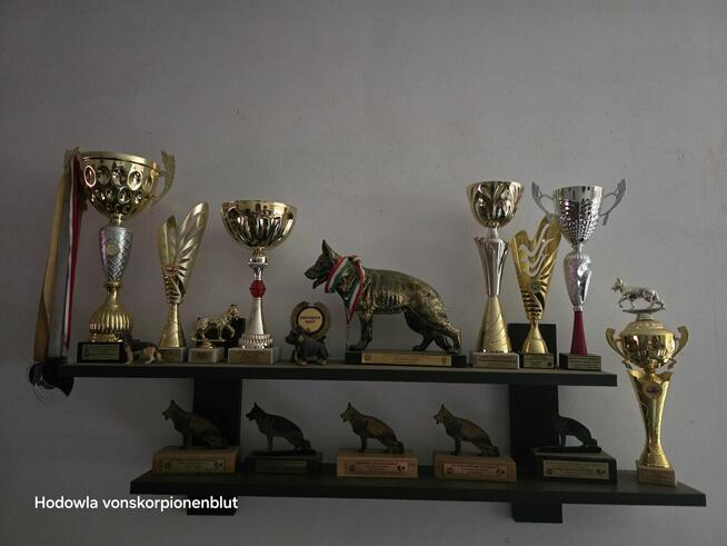 Owczarki niemieckie dlugowlose