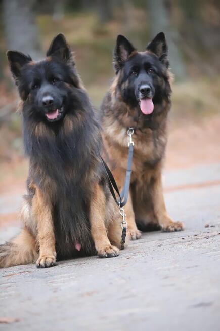 Owczarki niemieckie dlugowlose