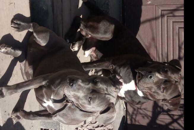 Amstaffy, sprzedam szczeniaki Amstaff z rodowodem